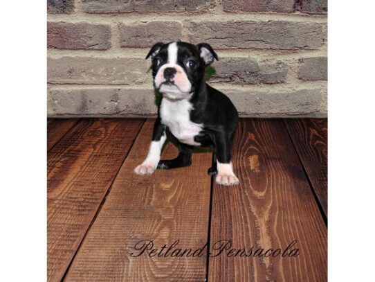 Boston Terrier DOG Female Black / White 10026 Petland Pensacola, Florida