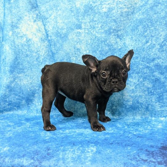 French Bulldog-DOG-Female-Black-660-Petland Pensacola, Florida