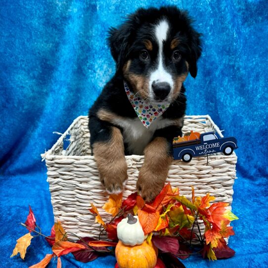 Bernese Mountain Dog DOG Male Black Rust / White 4629 Petland Pensacola, Florida