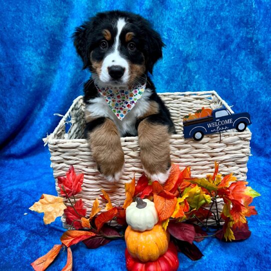 Bernese Mountain Dog DOG Female Black Rust / White 4630 Petland Pensacola, Florida