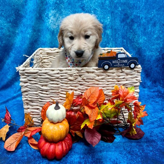 Golden Retriever DOG Female Golden 4641 Petland Pensacola, Florida