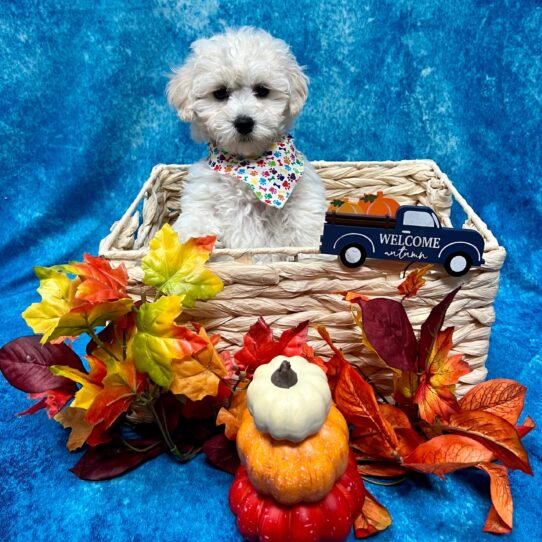 Bichon-Poodle DOG Female Cream 4643 Petland Pensacola, Florida