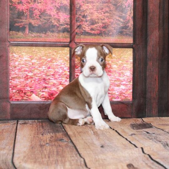 Boston Terrier DOG Male Red / White 4649 Petland Pensacola, Florida