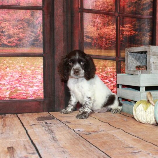 Cocker Spaniel DOG Male White / Chocolate 4650 Petland Pensacola, Florida