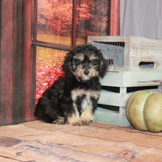 Cockapoo DOG Male Black / Tan 4653 Petland Pensacola, Florida