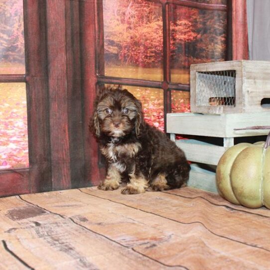 Cockapoo DOG Female Chocolate / Tan 4654 Petland Pensacola, Florida