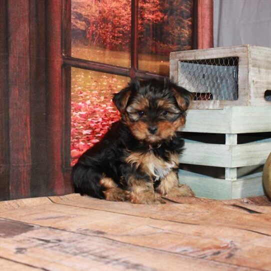 Yorkie DOG Male Black / Tan 4656 Petland Pensacola, Florida