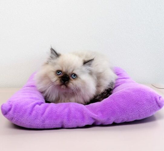 Persian KITTEN Female Seal Point 4659 Petland Pensacola, Florida