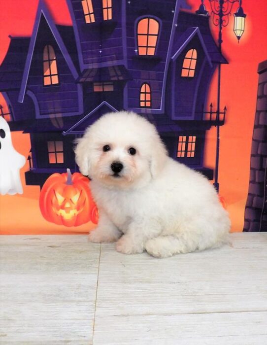 Bichon DOG Male White 4662 Petland Pensacola, Florida