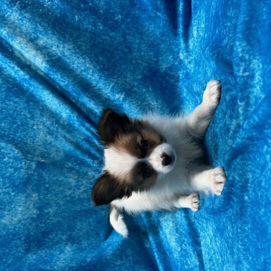 Papillon DOG Female Sable/White 4675 Petland Pensacola, Florida