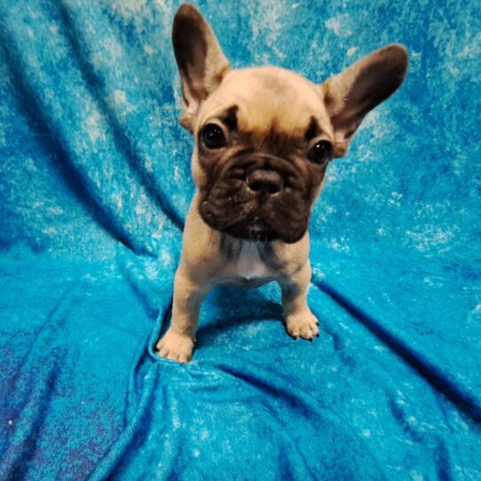 French Bulldog DOG Male Fawn/Black 4677 Petland Pensacola, Florida