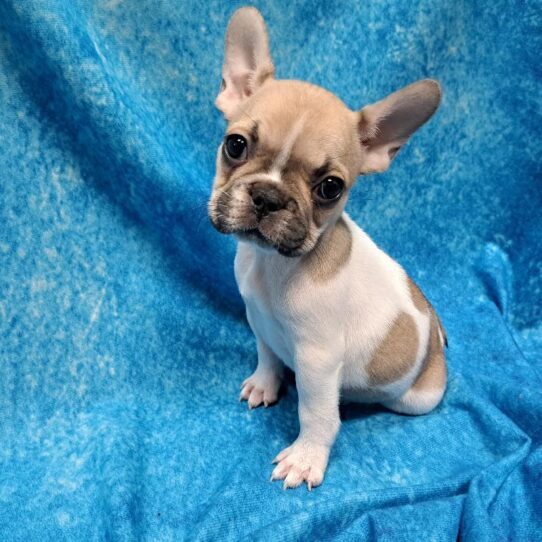 French Bulldog DOG Female Fawn Pied 4678 Petland Pensacola, Florida