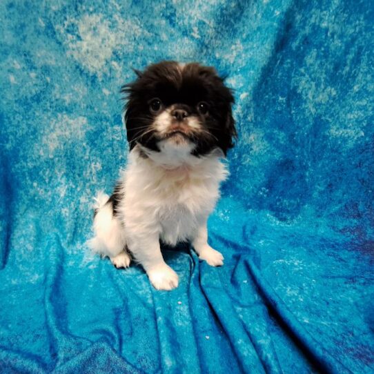 Japanese Chin DOG Male White/Black 4673 Petland Pensacola, Florida