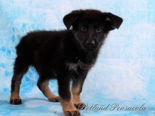 German Shepherd Dog DOG Female Black / Red 10119 Petland Pensacola, Florida