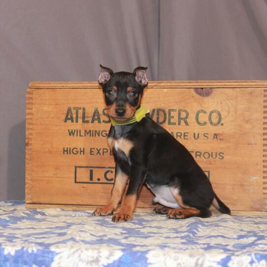 Miniature Pinscher DOG Male Black / Rust 785 Petland Pensacola, Florida