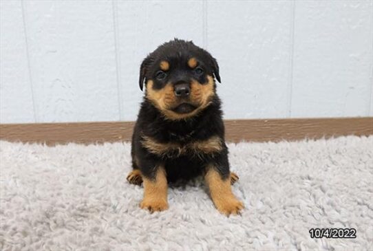 Rottweiler DOG Female Black / Tan 4694 Petland Pensacola, Florida