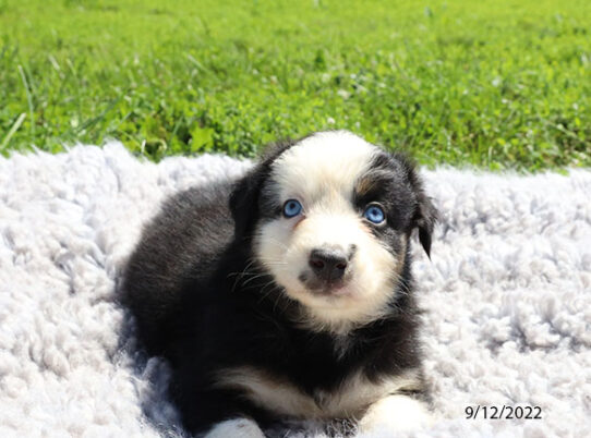 Australian Shepherd DOG Male Black 4699 Petland Pensacola, Florida