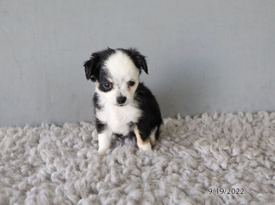 Chihuahua DOG Male Black 4700 Petland Pensacola, Florida