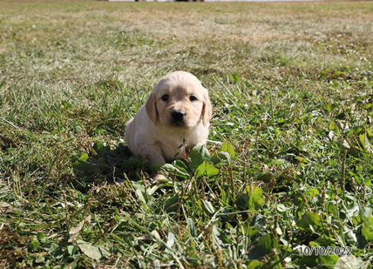 Golden Retriever DOG Female Light Golden 4704 Petland Pensacola, Florida