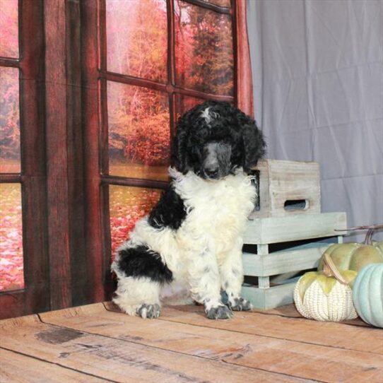 Poodle Standard DOG Female White / Black 4705 Petland Pensacola, Florida