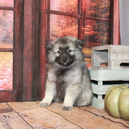 Keeshond DOG Female Silver / Black 4706 Petland Pensacola, Florida