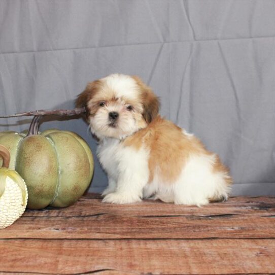 Shih Tzu DOG Male White / Gold 4707 Petland Pensacola, Florida