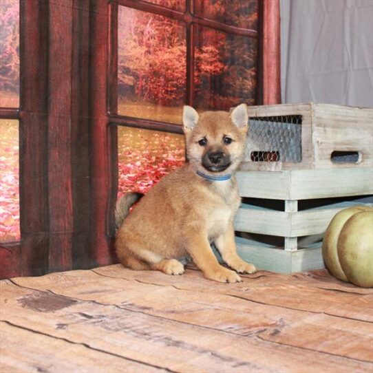 Shiba Inu-DOG-Male-Red Sesame-4708-Petland Pensacola, Florida