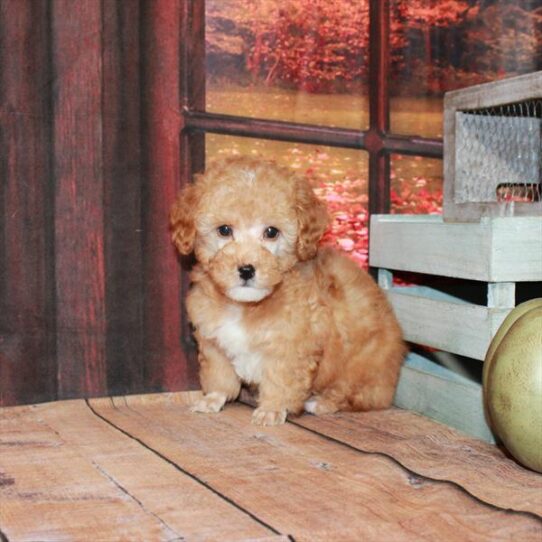 Poodle DOG Male Red 4709 Petland Pensacola, Florida