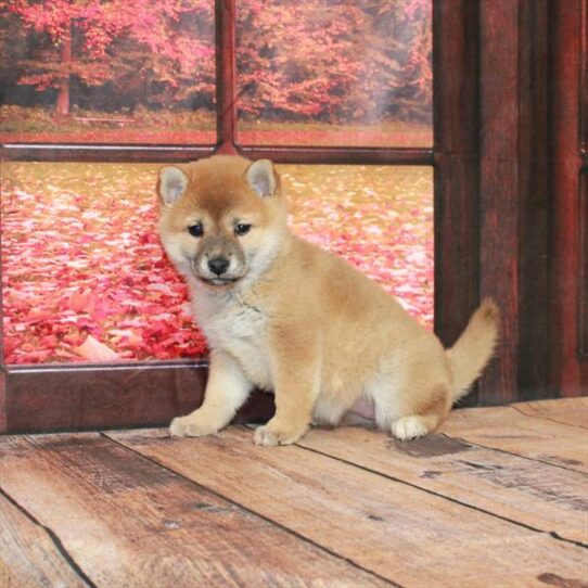 Shiba Inu DOG Female Red Sesame 4710 Petland Pensacola, Florida