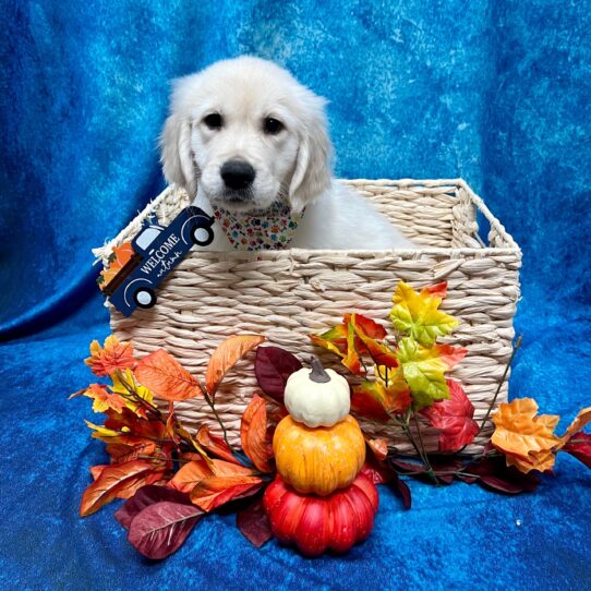 Golden Retriever DOG Male Golden 4672 Petland Pensacola, Florida