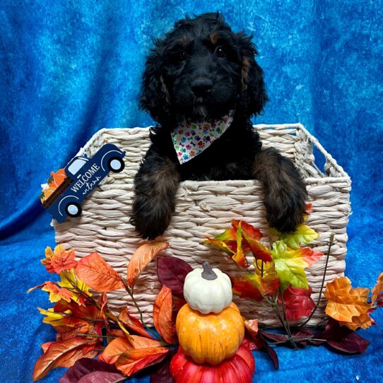 Goldendoodle DOG Female Black 4702 Petland Pensacola, Florida