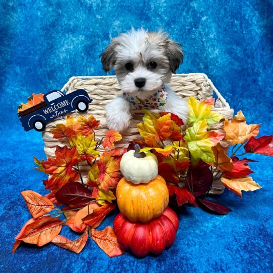 Havanese DOG Female Sable/White Parti 4714 Petland Pensacola, Florida