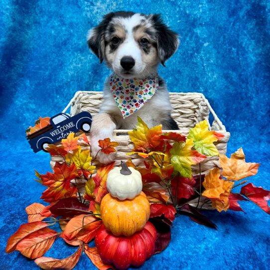Miniature Australian Shepherd-DOG-Male-Blue Merle-4715-Petland Pensacola, Florida