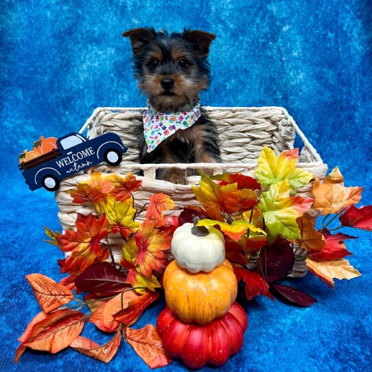 Silky Terrier DOG Female Black/Tan 4716 Petland Pensacola, Florida