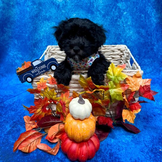 Havanese/Poodle DOG Female Black 4717 Petland Pensacola, Florida