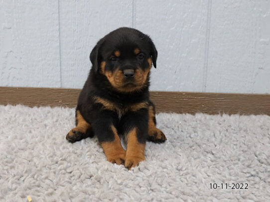 Rottweiler DOG Male Black / Tan 4724 Petland Pensacola, Florida