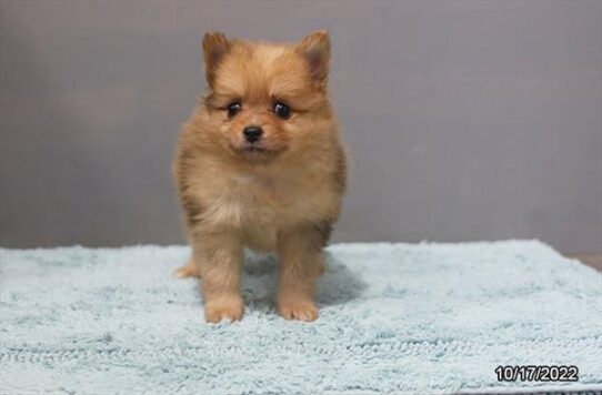 Pomeranian DOG Male Red 4725 Petland Pensacola, Florida