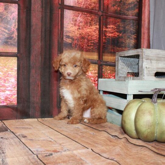 Goldendoodle Mini 2nd Gen DOG Male Red 4742 Petland Pensacola, Florida