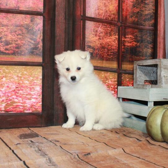 American Eskimo Dog DOG Male White 4743 Petland Pensacola, Florida