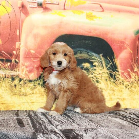 Goldendoodle Mini 2nd Gen DOG Female Golden 4744 Petland Pensacola, Florida