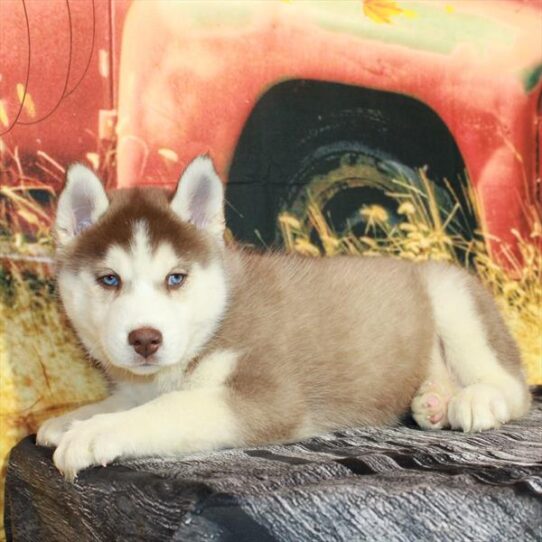 Siberian Husky DOG Male Red / White 4746 Petland Pensacola, Florida