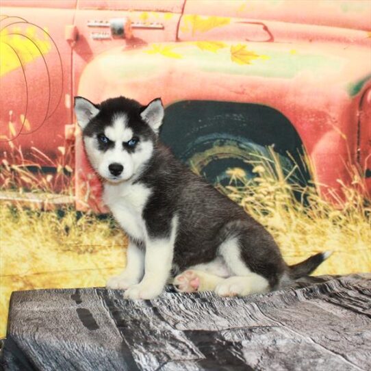 Siberian Husky DOG Female Black / White 4747 Petland Pensacola, Florida