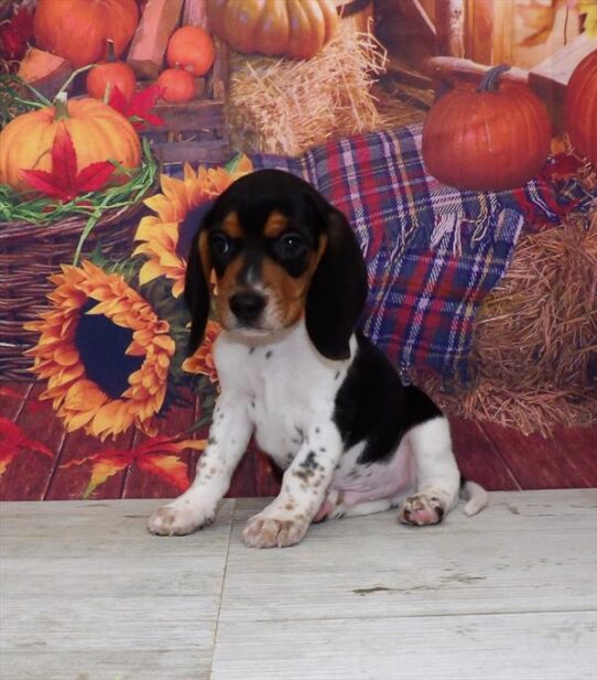 Beagle DOG Male Black White / Tan 4748 Petland Pensacola, Florida