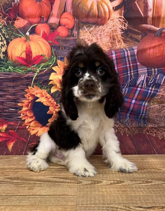 Cocker Spaniel DOG Male Chocolate / Tan 4750 Petland Pensacola, Florida