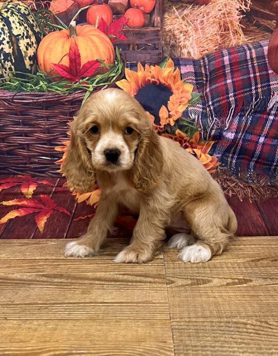 Cocker Spaniel DOG Female Buff 4751 Petland Pensacola, Florida