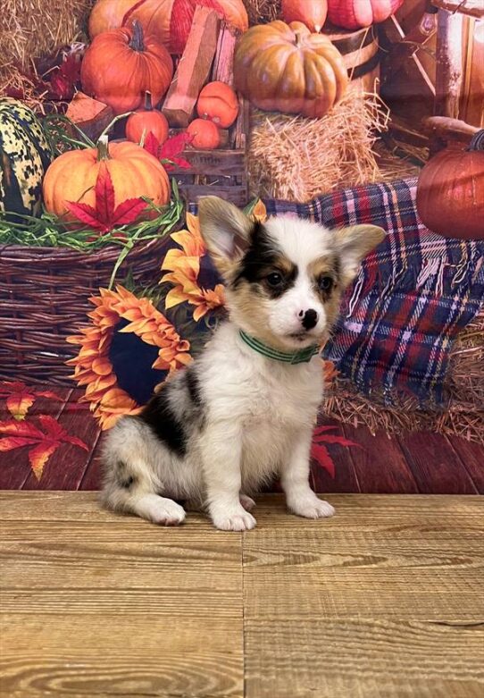 Pembroke Welsh Corgi DOG Female Blue Merle 4754 Petland Pensacola, Florida