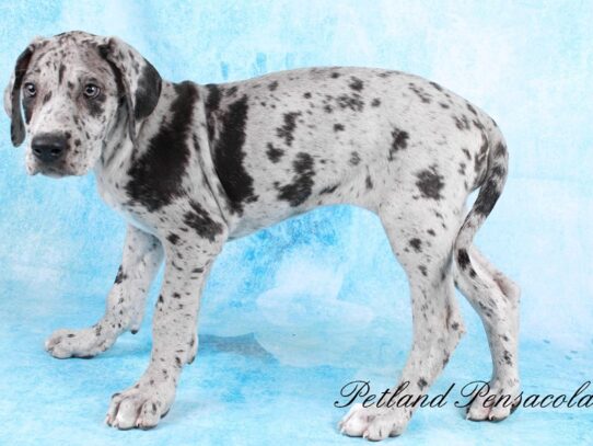 Great Dane DOG Female Grey Merle 10161 Petland Pensacola, Florida