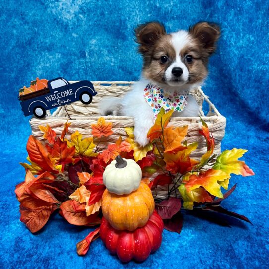 Papillon-DOG-Male-Sable/White-4756-Petland Pensacola, Florida