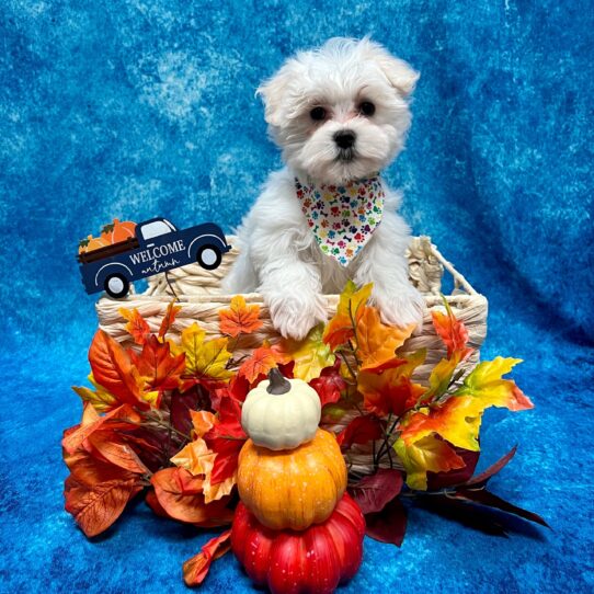 Maltese DOG Male White 4757 Petland Pensacola, Florida