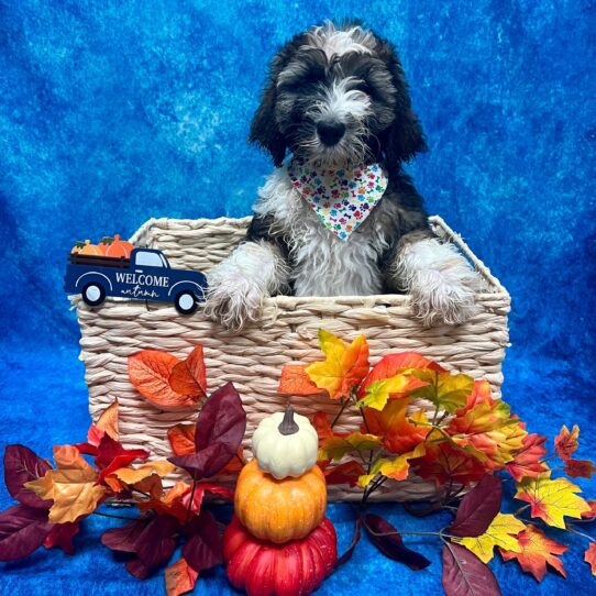 Bernedoodle DOG Male Sable 4749 Petland Pensacola, Florida